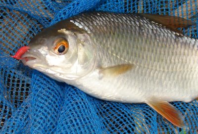 plotice obecna