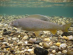 258px-Underwater_Arctic_Grayling